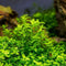Beginner-Friendly Low Light Plant Bundle (6 Easy-Grow Varieties)
