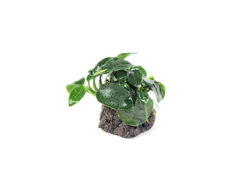 ANUBIAS (Nana Petite) On Lava Rock