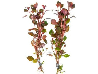 Ludwigia Repens Super Red Mini 2
