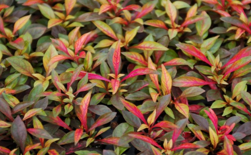 Joseph’s Coat “Multi-Color Hedge” (Alternathera sp.) aquatic plant for planted tank