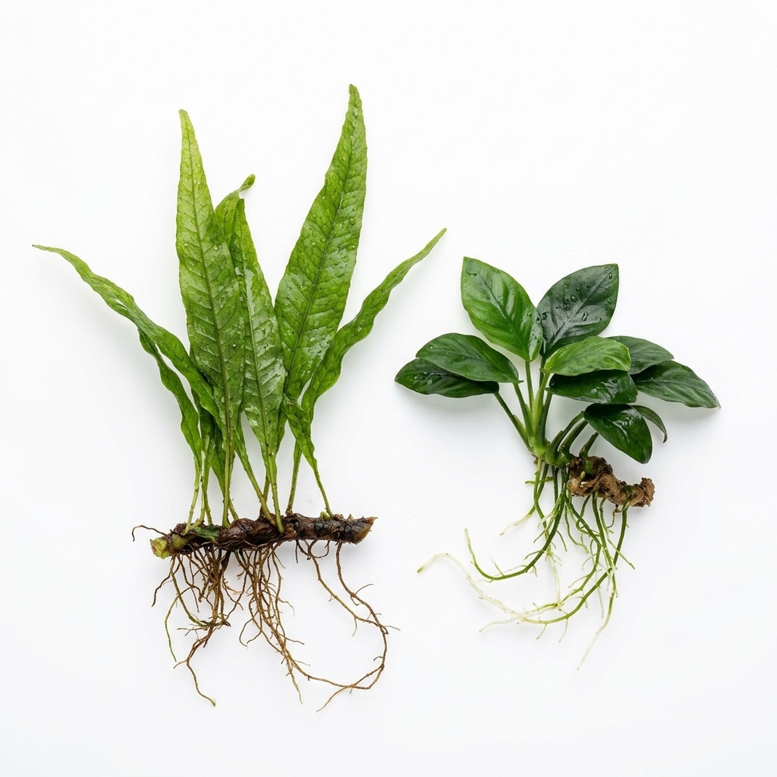 Java Fern & Anubias Nana (Microsorum Pteropus, Anubias Barteri)