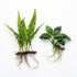 Java Fern & Anubias Nana (Microsorum Pteropus, Anubias Barteri)