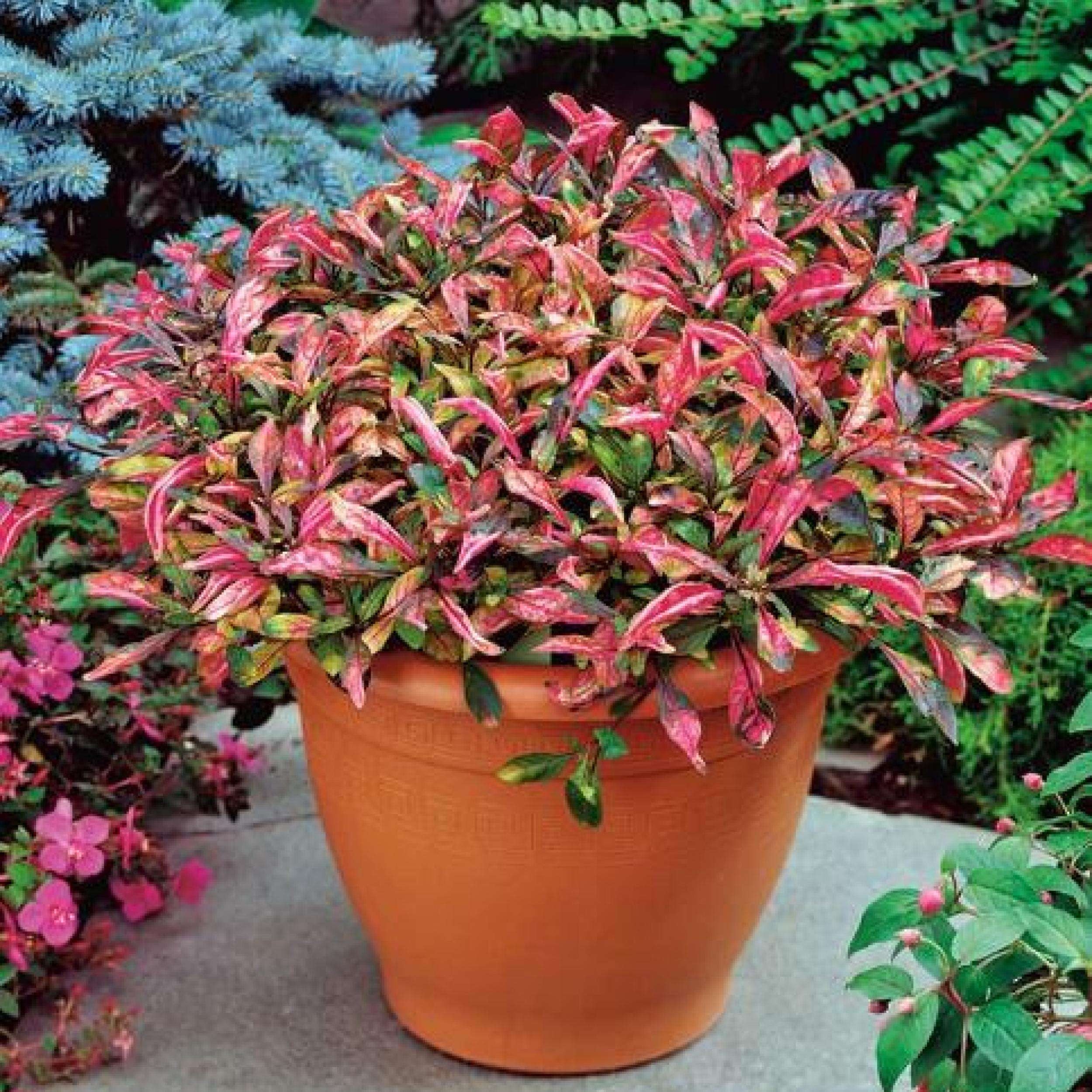 joseph's coat indoor plant Joseph's Coat “Multi-Color Hedge” (Alternathera sp.)... – Canton Aquatics