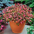 Joseph’s Coat “Multi-Color Hedge” (Alternathera sp.) size and color reference