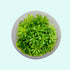 Pogostemon Helferi submerged in planted aquarium