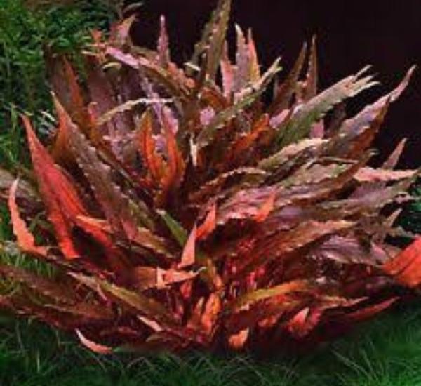 Bright Color Aquarium Plant Bundle in freshwater aquarium