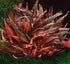Bright Color Aquarium Plant Bundle in freshwater aquarium