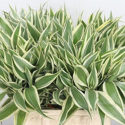 Sanderiana Variegated (Dracaena sanderiana)