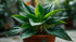 Anubias Gigantea plant care and growth