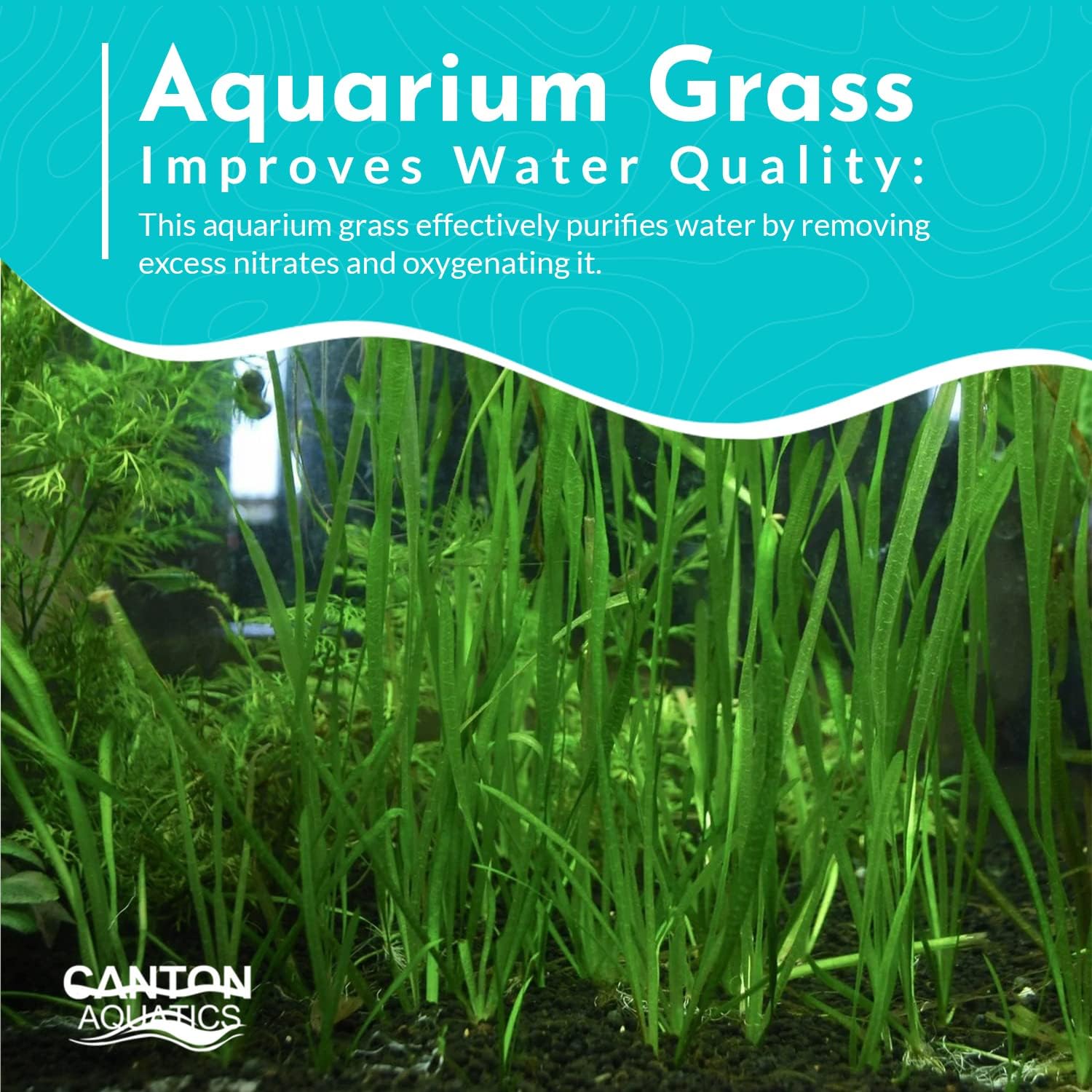 6 Valisnaria (Vals) Spiralis Italian