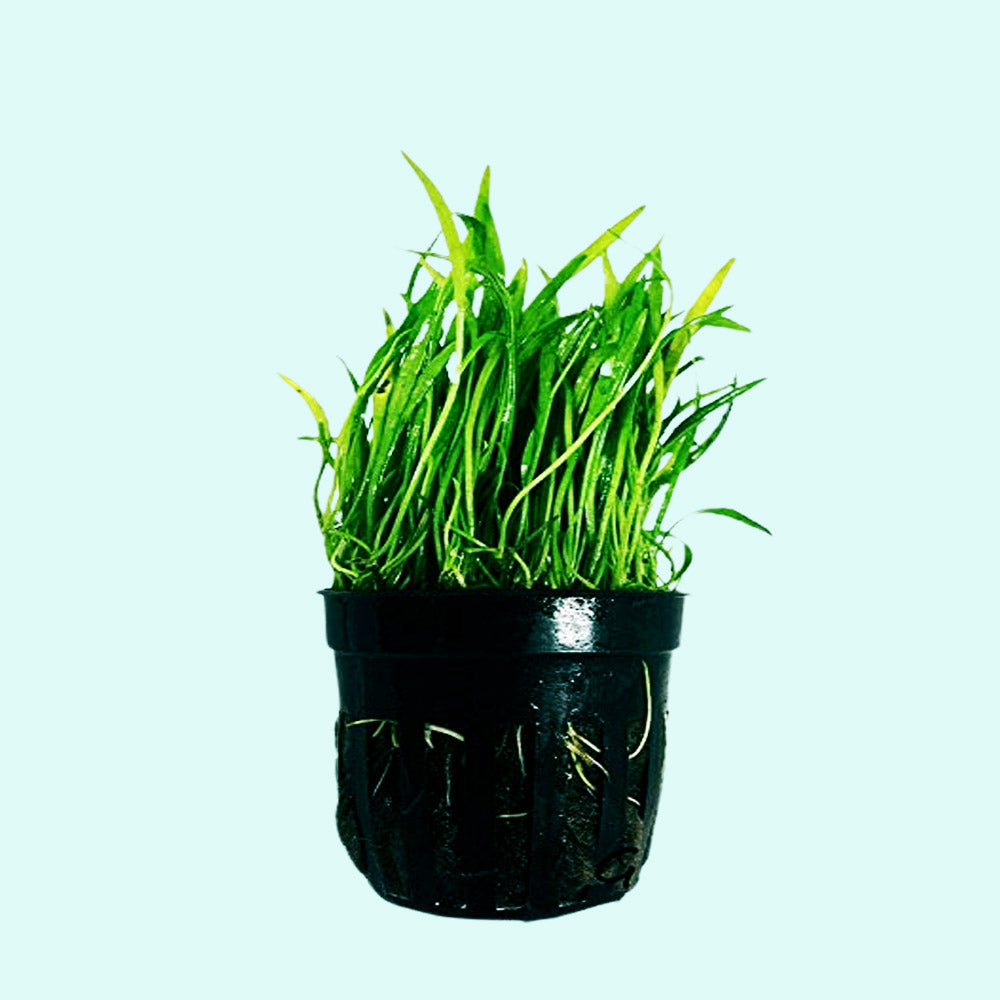 Micro Sword NarrowLeaf (Lilaeopsis Zelandiae) submerged in planted aquarium