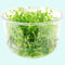 Pearl Weed (Hemianthus Micranthemoides) in fish tank setup
