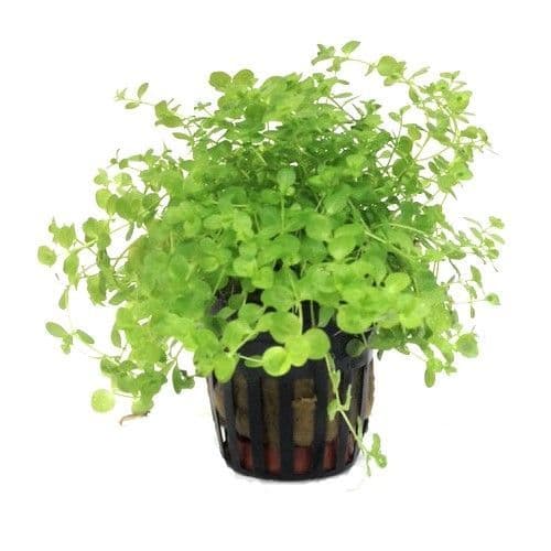 Dwarf Baby Tears Micranthemum Umbrosom aquatic plant for planted tank