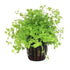 Dwarf Baby Tears (Micranthemum umbrosum) aquatic plant for planted tank