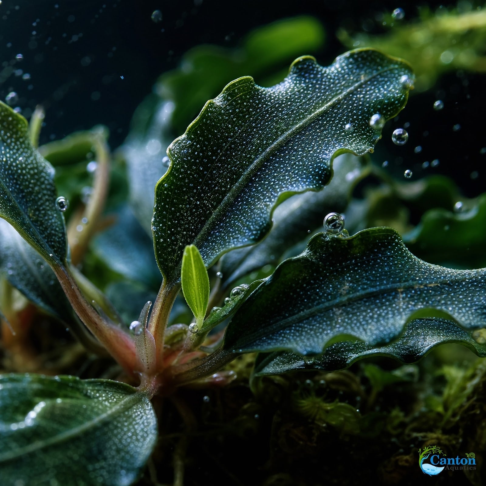 Bucephalandra Mix Green Wavy Plant - Ideal Aquarium Plants - Adorn Your Aquarium with The Graceful Charm - Eye Catching Focal Point - Vibrant Green Color - Low Maintenance Plant - Size Reference