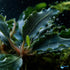 Bucephalandra Mix Green Wavy Plant - Ideal Aquarium Plants - Adorn Your Aquarium with The Graceful Charm - Eye Catching Focal Point - Vibrant Green Color - Low Maintenance Plant - Size Reference