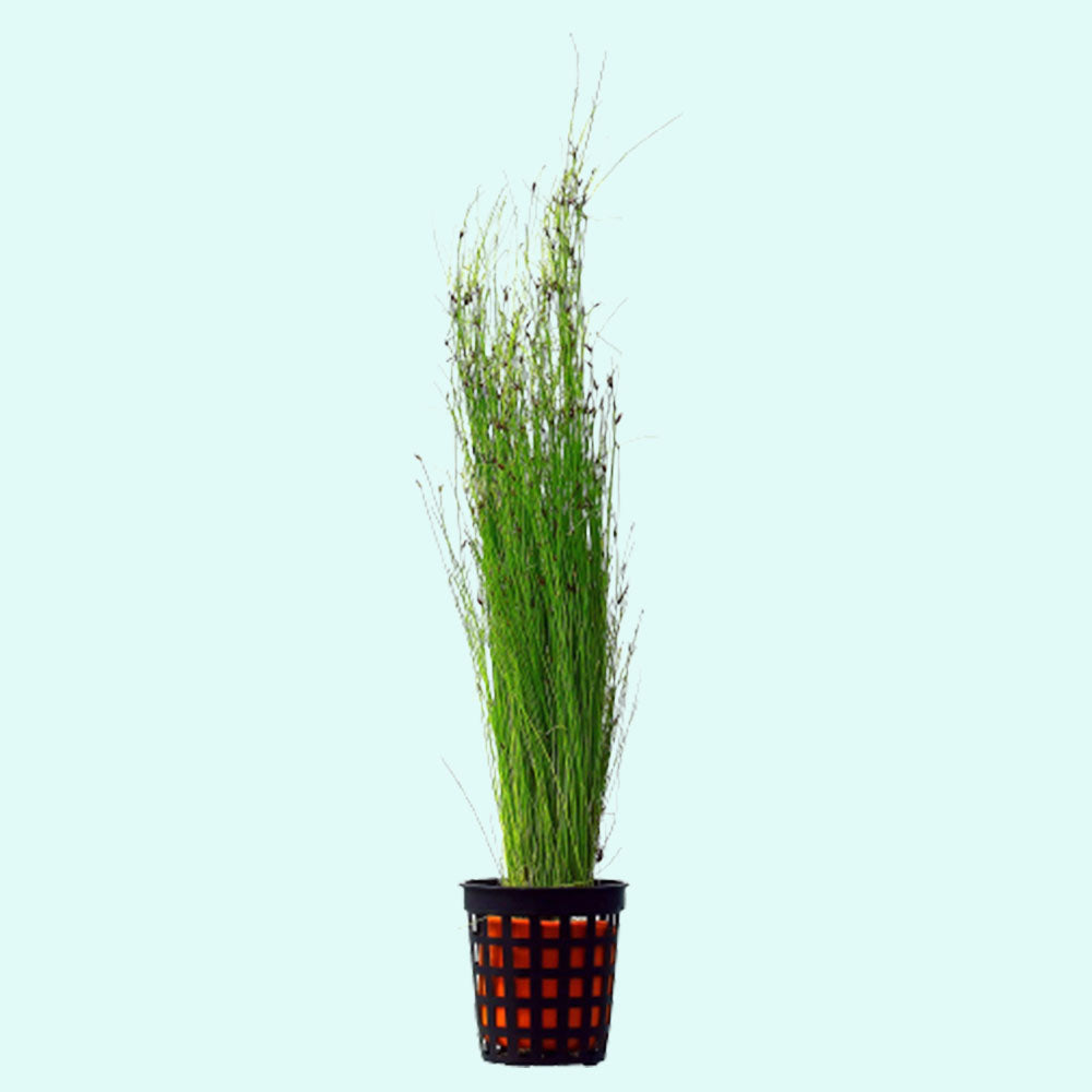 Hairgrass (Eleocharis Vivipara) - Size Reference