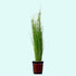 Hairgrass (Eleocharis Vivipara) - Size Reference