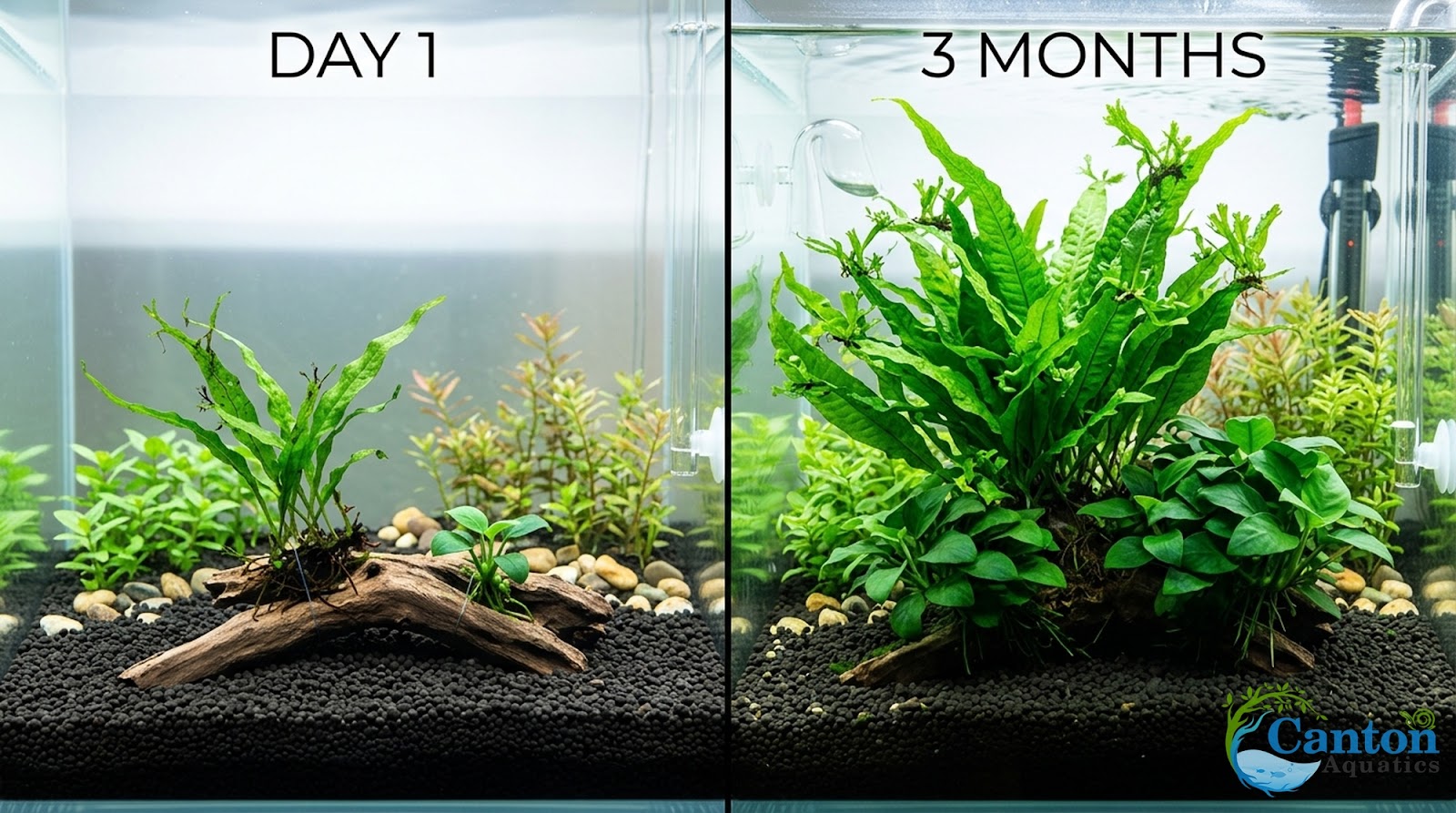 Java Fern & Anubias Nana (Microsorum Pteropus, Anubias Barteri) healthy growth example