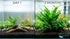 Java Fern & Anubias Nana (Microsorum Pteropus, Anubias Barteri) healthy growth example