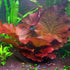 Red Tiger Lotus Lily (Nymphaea Zenderi)