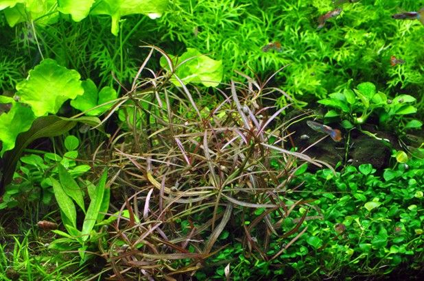 Hygrophila Corymbosa Var. N aquatic plant for planted tank