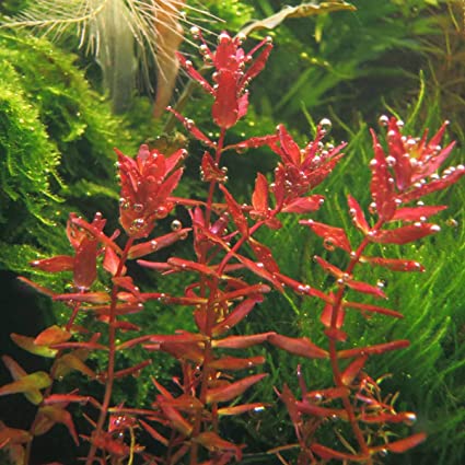 Rotala Indica - Live Aquarium Plant from Canton Aquatics