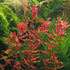 Rotala Indica - Live Aquarium Plant from Canton Aquatics