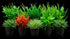 Aquarium Plant Bundle: Ludwigia, Bacopa & Cabomba (18 Stems)