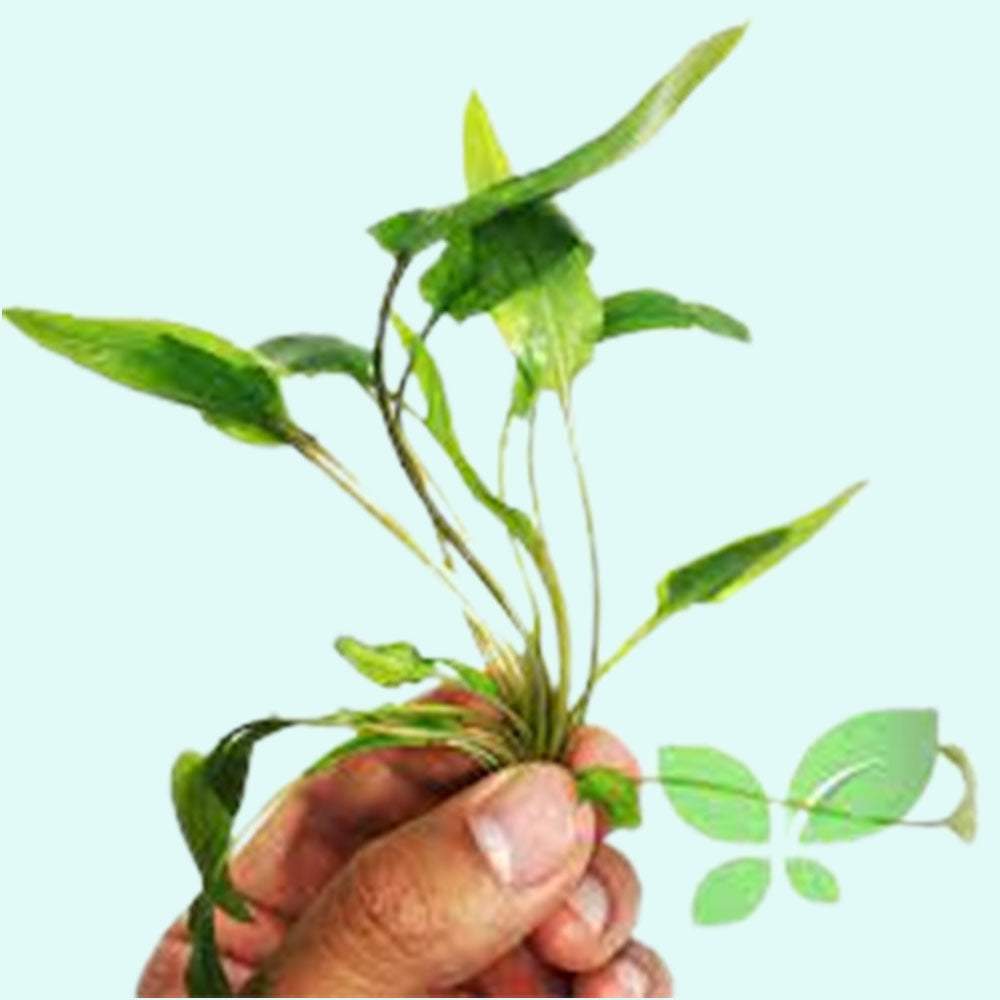 Cryptocoryne Wendtii Green