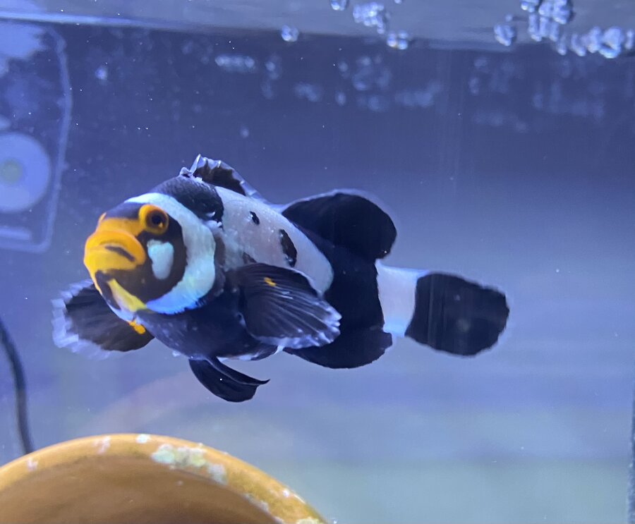 Seachem Kanaplex Marine & Freshwater