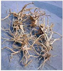 Aquarium Hardscape DriftWood: SpiderWood