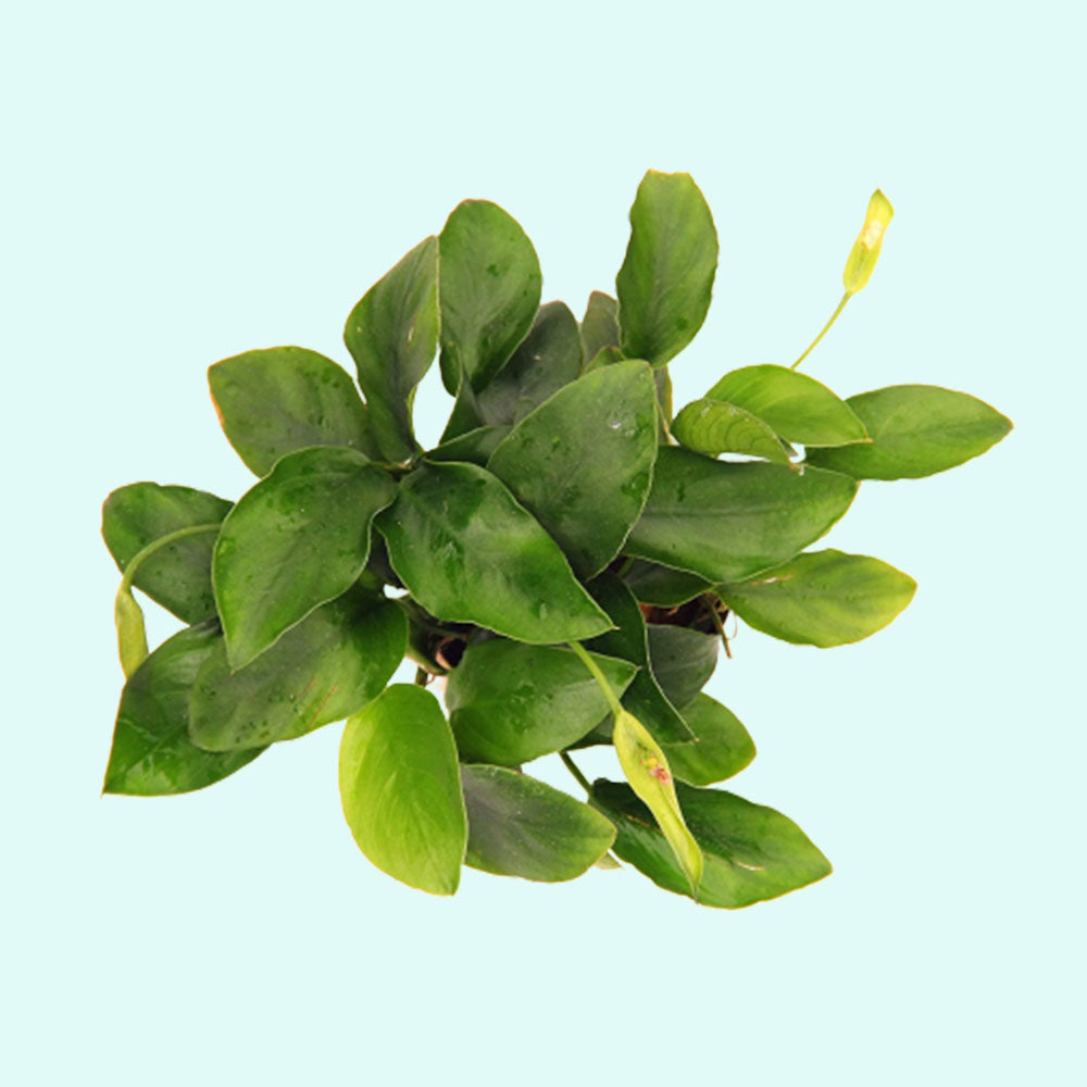 Anubias Barteri 