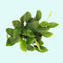 Anubias Barteri "Nana Petite" aquatic plant for planted tank