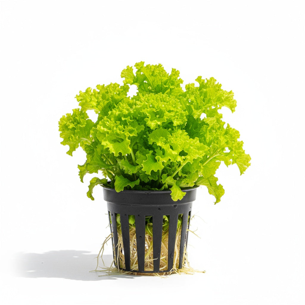 Florida Ruffle “Green Hedge” (Alternanthera sp.) submerged in planted aquarium