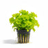 Florida Ruffle “Green Hedge” (Alternanthera sp.) submerged in planted aquarium