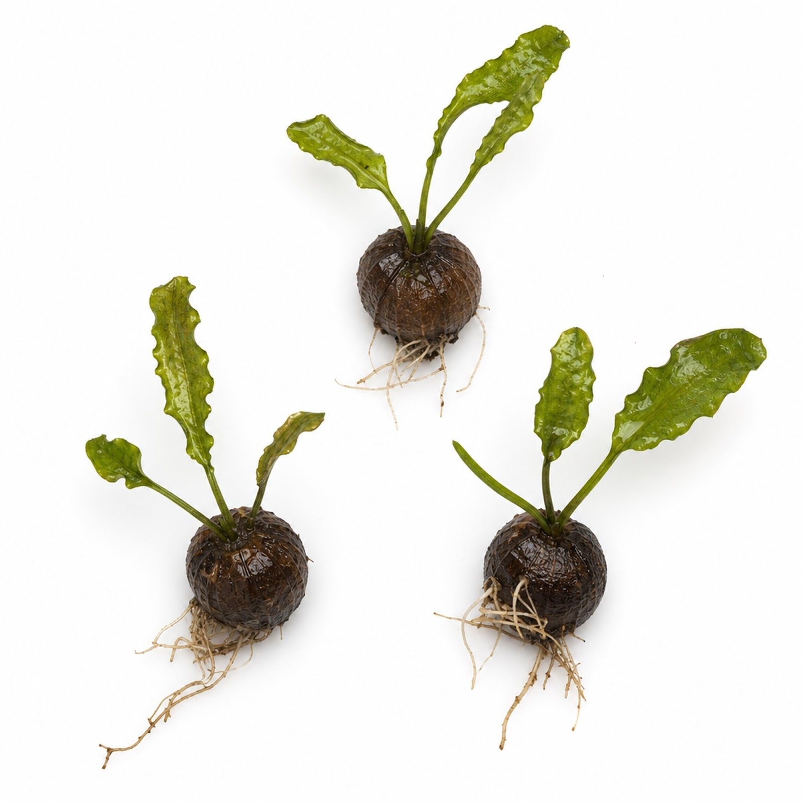 Aponogeton Crispus Bulb Live Aquarium Plant Crinkled Sword Freshwater Easy Beginner Low Light No CO2 - Image 12