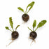 Aponogeton Crispus Bulb Live Aquarium Plant Crinkled Sword Freshwater Easy Beginner Low Light No CO2 - Image 12