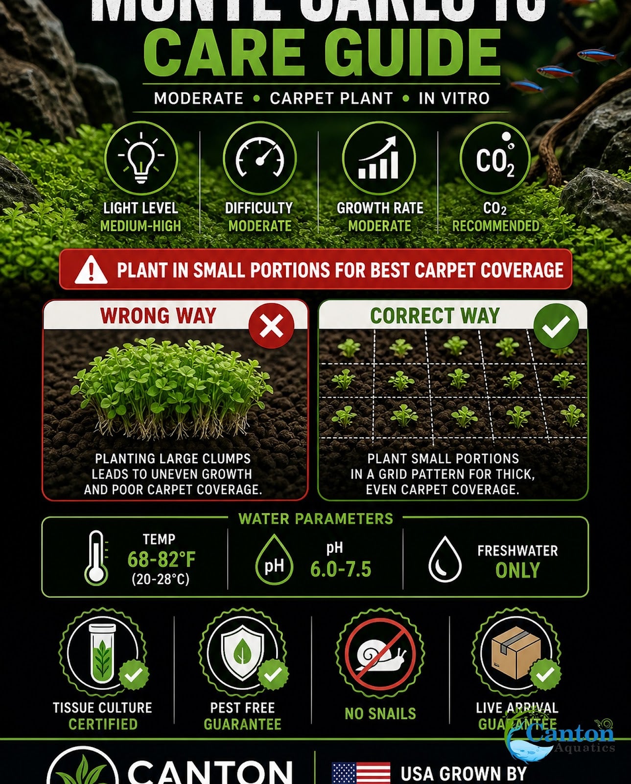 Micranthemum Monte Carlo Tissue Culture Aquarium Plant In Vitro Pest Free - Additional angle 3