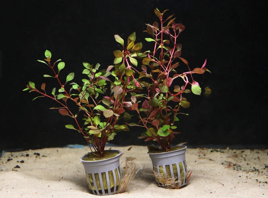 Ludwigia Repens Super Red Mini 2
