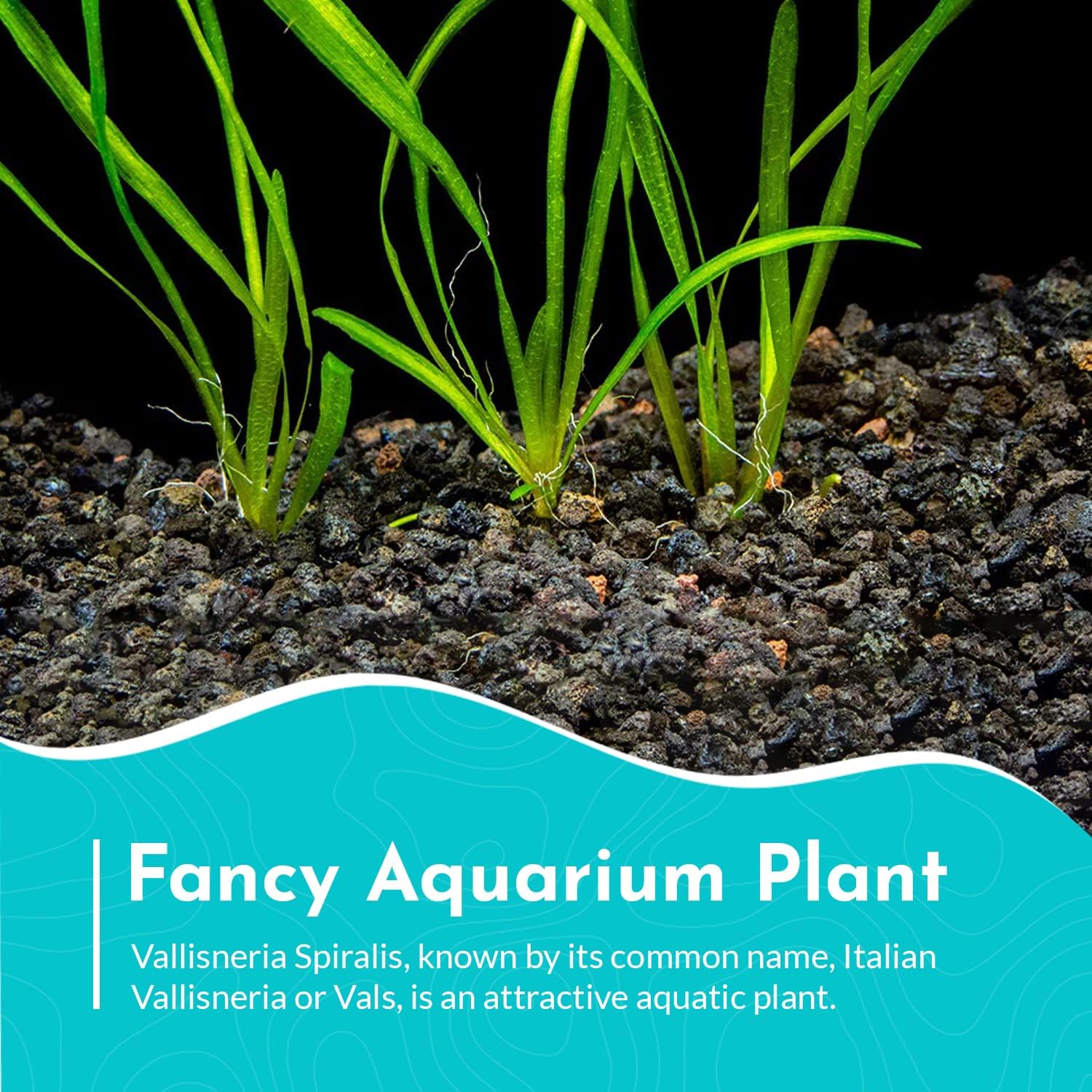 6 Valisnaria (Vals) Spiralis Italian