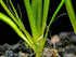 18 Plant Pack Valisnaria Vals Live Aquarium Plants