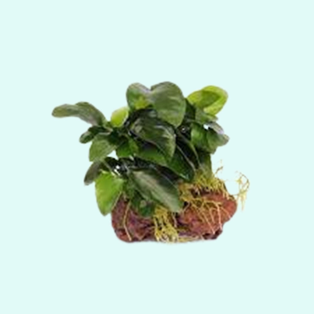 ANUBIAS (Nana Petite) On Lava Rock