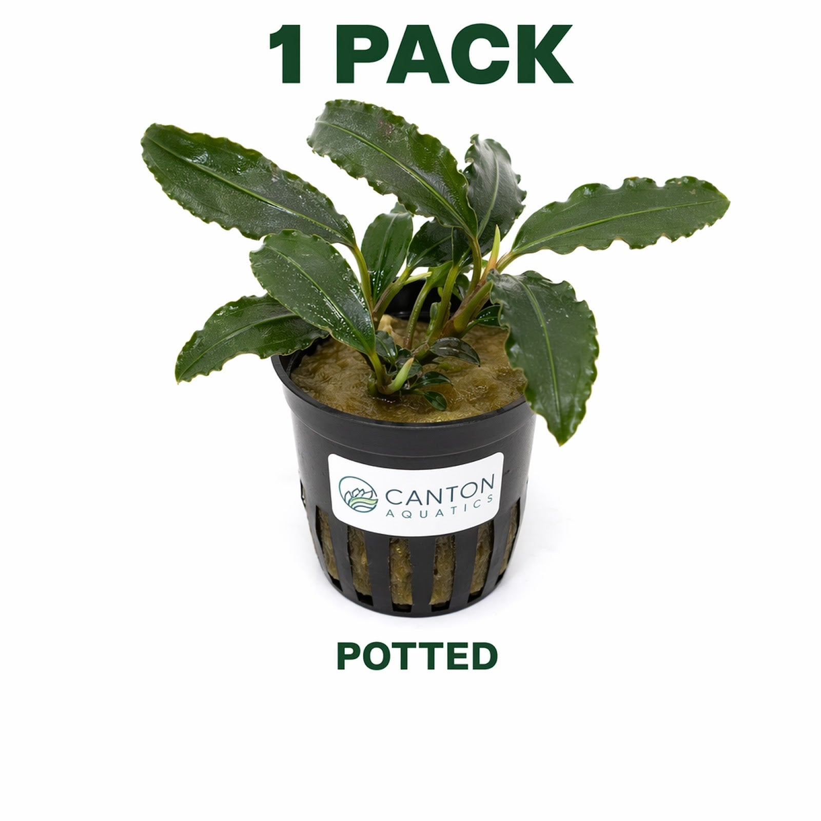 Bucephalandra Mix Green Wavy Plant - Ideal Aquarium Plants - Adorn Your Aquarium with The Graceful Charm - Eye Catching Focal Point - Vibrant Green Color - Low Maintenance Plant - Image 14