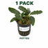 Bucephalandra Mix Green Wavy Plant - Ideal Aquarium Plants - Adorn Your Aquarium with The Graceful Charm - Eye Catching Focal Point - Vibrant Green Color - Low Maintenance Plant - Image 14