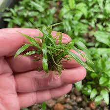 Cryptocoryne Crypt Lucens in freshwater aquarium