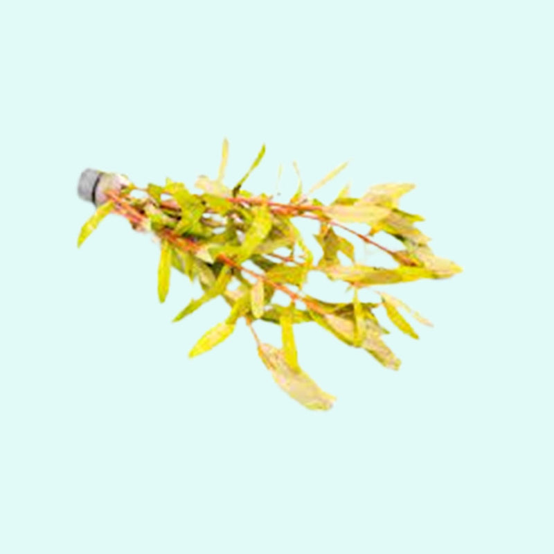 Nesaea Pedicellata (Golden) Bunch