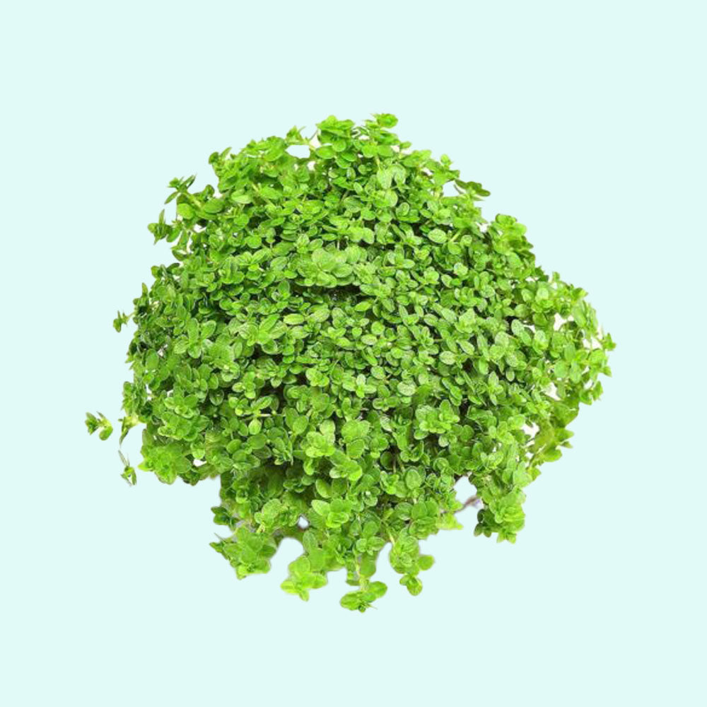 Dwarf Baby Tears Micranthemum Umbrosom portion you will receive