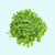 Dwarf Baby Tears Micranthemum Umbrosom portion you will receive