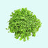 Dwarf Baby Tears Micranthemum Umbrosom portion you will receive